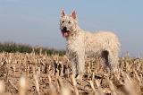 BOUVIER DES ARDENNES 140